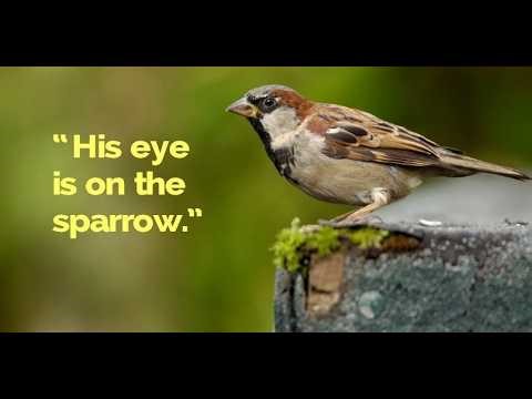 His Eyes Is on the Sparrows - Hymn with Lyrics