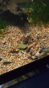 L397 and L262 babies growing up. 397s are almost a year old!! Born and raised in mansfield ohio!!!! #aquaticvoyeurs #fishhouse #belly #fat #aquatic #cat #cute #fishtank #babies #catfish #pleco | Aquatic Voyeurs