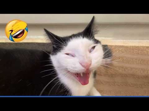 Try Not To Laugh 😂 Funniest Cats Doing Weird Things Series