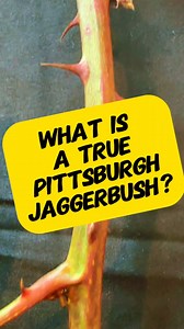 Johnny Pittsburgh ends the debate on what truly is a Pittsburgh Jagger bush | Johnny Pittsburgh