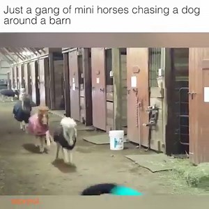 1.5M views | Caption: Just a gang of mini horses chasing a dog around a barn Credit: storyful | LOLKidz | Facebook