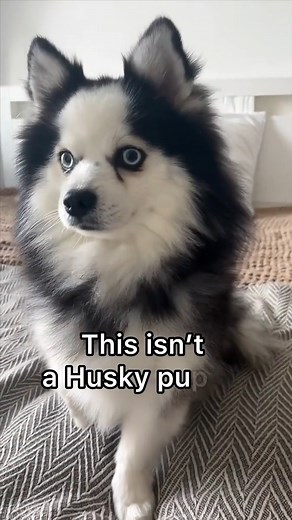 What you need to know about the Pomsky breed?🤔🧸❤️ #pomsky #mixbreed #minihusky #puppy #dog #dogloversusa | Pet Nature