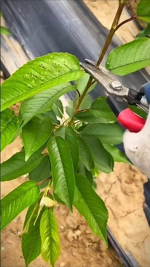 I prune my young cherry like this you won't believe what happened next! #satisfying #pruning#farming