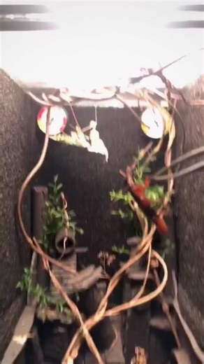 Giant Mantis vs Cockroach - Slow Motion Showdown!