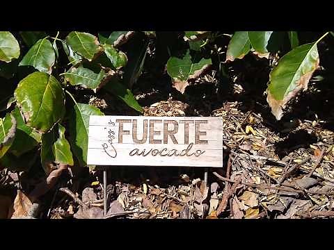 Fuerte avocado tree: a profile
