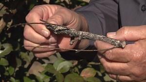 1.1K views · 20 shares | Find out more about Crepe Myrtle Bark Scale and how to protect your trees. | City of Murfreesboro, TN - Government | Facebook