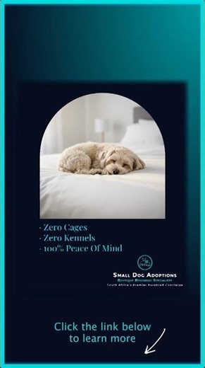 100% Cage-Free | Small Dog Adoptions