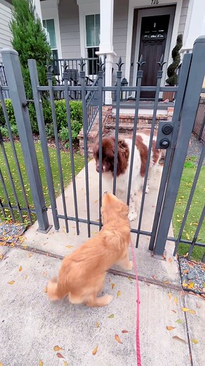 the biggest dog I’ve ever seen! #goldenretrieverpuppy #goldenretriever #puppy #goldensoftiktok #goldenretrieverlife