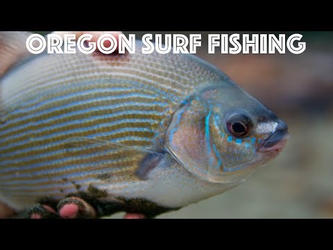 Oregon Multispecies Surf Fishing (Lingcod From the Surf?!?)