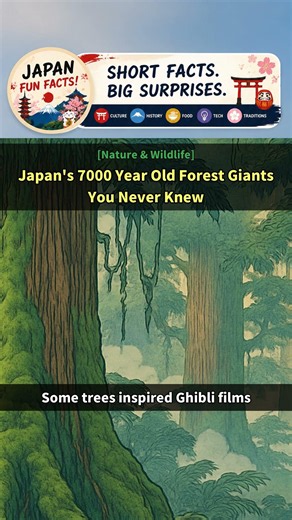[Japan Facts] Japan's 7000 Year Old Forest Giants You Never Knew