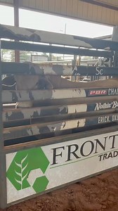 49K views · 2.1K reactions | Our 3 year olds understood the assignment on chute training day! Coming to a PBR soon! | Nothin' But Try Ranch and Event Center | Facebook