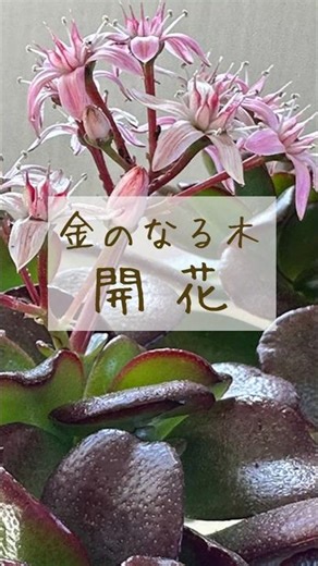 金のなる木、ただいま開花中🌸 #jewelryplant #ジュエリープラント #山口市 #金のなる木 #観葉植物 #多肉植物 #開花 #観葉植物のある暮らし