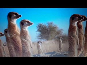 the Lion King 2 Simba s Pride Hunting Lesson HD