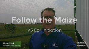 798K views · 574 reactions | Big things are happening as we take a look at the next installment of Follow the Maize, where we are approaching the V5 growth stage. Our corn now has even stronger root development and is growing multiple sets of nodal roots. Check out more about Pioneer corn here: https://bit.ly/3HvLc6L | Pioneer Seeds | Facebook