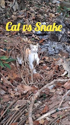 Cat vs Snake, an epic fight for life.Cute cat hunting a aggressive snake without fear #cat#catlover