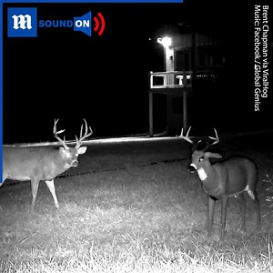 That buck must feel pretty embarrassed 😳 🦌 via ViralHog #buck #deer #rut #rutting #autumn #kansas #trailcam #wildlife #antler #decoy #dummy #mannequin #lol #cool #fall | Daily Mail Video