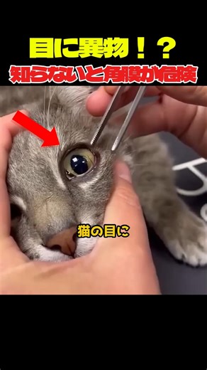 獣医が発見！猫の目の中の正体