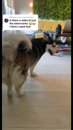 19K views · 55 reactions | Have you ever seen a husky/corgi mixed dog? 梁❤️ TT | lunathehuskycorgi IG | lunahuskycorgi | Happiness Heroes | Facebook
