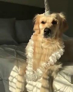 358K views · 9.4K reactions | Always be yourself!..Unless you can be a unicorn, then always be a unicorn...濾濾 | boohoo.com | Facebook