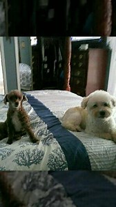 37 reactions · 4 comments | ❤️ We Love Our Poodles | Florida Poodle Rescue | Facebook