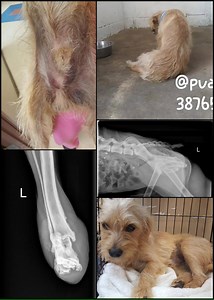 25K views · 781 reactions | SUNNY NEEDS SURGERY FRACTURED FEMUR AND...