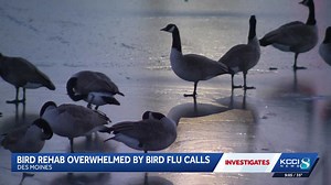 Iowa bird rehab overwhelmed by avian flu calls