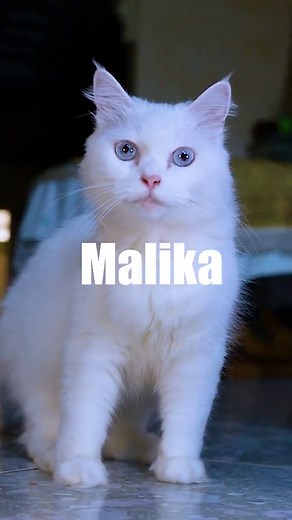 Malika - Exploring the Varied Spellings and Interpretations