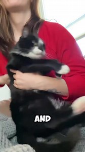 Introducing the Tuxedo Cat the Tuxedo doesnt meow normally | catstalesdaily