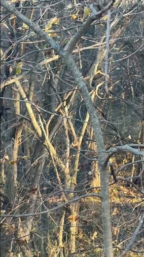 After the shot on my 2025 Missouri deer #deerhunting