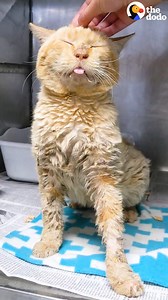 11M views · 10K reactions | Scruffy, matted shelter cat gets completely shaved then grows the most beautiful coat 李 | The Dodo | Facebook