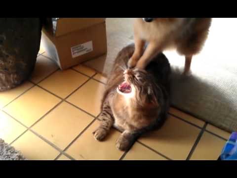 Pomeranian and cat