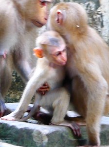 Rainbow is inciting her mom to revenge Luna by abusing little baby Lucy instead | Monkey Magic