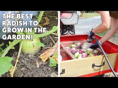 How to Grow Daikon Radish! The EASIEST Crop.