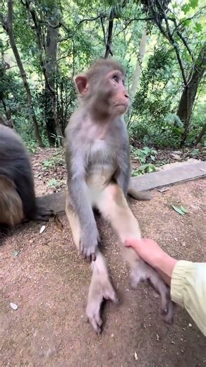 The Monkey King helps people, but refuses to touch the baby