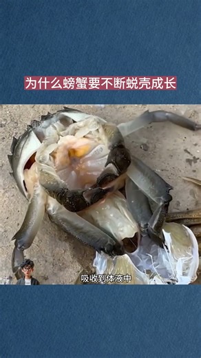 Why do crabs molt repeatedly to grow?