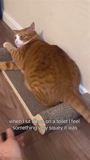 This is so funny, I couldn't stop laughing #funny#doddlersoftiktok#funnyvideos#duet