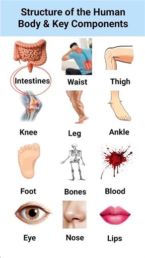 Human Body Parts Names | Eye, Nose, Tongue & More (Easy Learning)