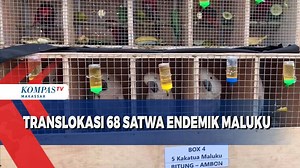Translokasi 68 Satwa Endemik Maluku dari balai konservasi sumber daya alam Sulawesi Utara