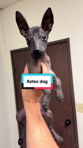 Aztec dog named Persephanie #xoloitzcuintle #xoloitzcuintli #xolo #dogbath #doggrooming
