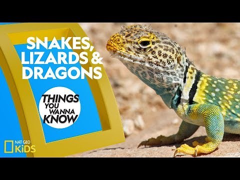 Cool Facts About Snakes, Lizards & Dragons | Things You Wanna Know