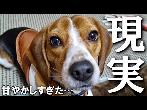 人と犬がつくった1万年の物語──なぜ犬だけが“人間の相棒”になれたのか？