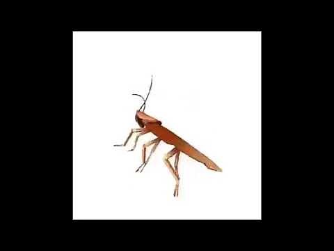 Dancing cockroach meme with la cucaracha