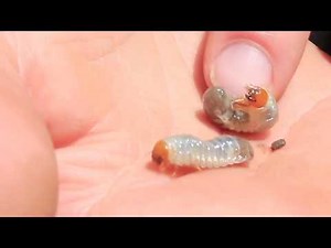 Identifying and Treating Lawn Pests