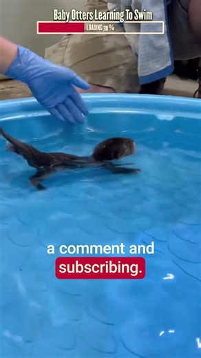 Baby Otters Learning to Swim | Algorithm Cleanse