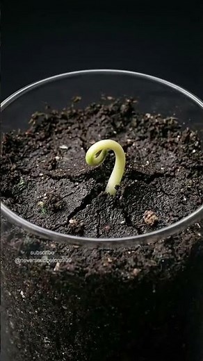 55 Days Timelapse of Zinnia from Seed to Plant #agriculture #timelapse #satisfying #asmr