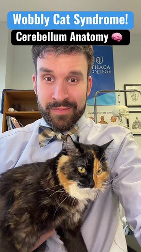 Wobbly Cat Syndrome: What is Cerebellar Hypoplasia? 🧠