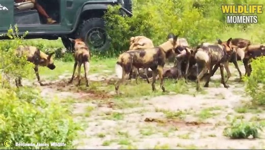Brutal! WILD DOGS Hunting With NO MERCY Caught On Camera
