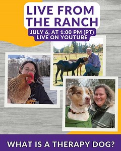 Are you curious about the skills and behaviors necessary for Therapy Dog teams? On the next Live from The Ranch, Ken Ramirez will be joined by Pat Koven and Breanna Norris to talk about what it takes to become a therapy dog trainer. Join us for this free virtual event with real-time training demos, audience Q&A, and more! Tune in live on YouTube on July 6, at 1:00 pm (PT).https://bit.ly/46gw74R | Karen Pryor Clicker Training | Facebook