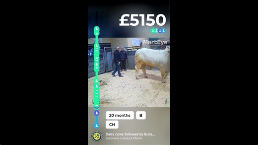 Todays report: Friday 5th December 𝐃𝐚𝐢𝐫𝐲 𝐂𝐨𝐰𝐬 16 dairy cows topped at £2250 for a calves heifer from Beattie Lilburn, Dromore. B Lilburn Hillcrest Farm, Ballygawley Hol £2250, G Clinghan, Lisburn Hol £2200, Hol £2200, D Wallace, Antrim Hol £2200, B Lilburn Hillcrest Farm, Hol £2150, G Clinghan, Hol £2150, Hol £2050, R H & H A Shanks, Dunadry Hol £2050, D Wallce, Hol £1950, D Torrens, Garvagh Hol £1950. 𝐒𝐮𝐜𝐤𝐥𝐞𝐫 𝐂𝐨𝐰𝐬 20 lots of sucklers topped at £3050 for an AA with a heifer c