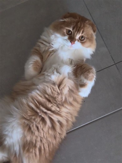 Little Loaf of Bread: A Cute Kitty Moment!